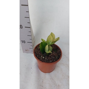 Zamioculcas zamiifolia Chameleon