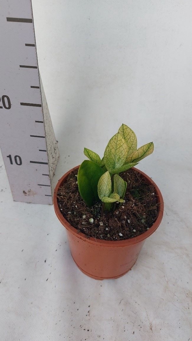 <h4>Zamioculcas zamiifolia Chameleon</h4>