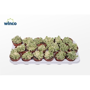 Cotyledon Ladysmithiensis Variegata