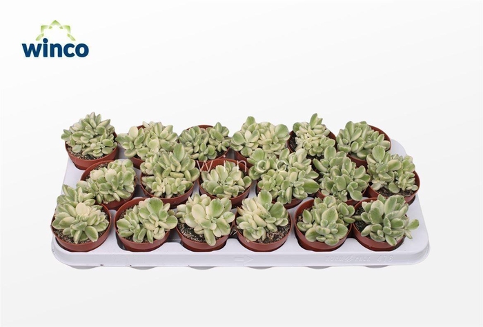 <h4>Cotyledon Ladysmithiensis Variegata</h4>