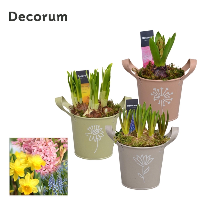 <h4>ARR BOL KNOLGEWAS</h4>