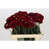 Dahlia Red Fox
