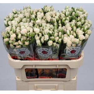 Rosa spray royal porcelina