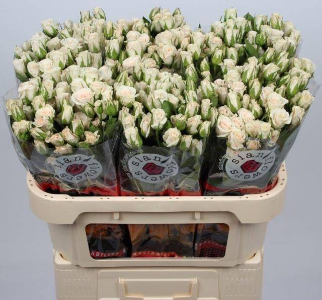 <h4>Rosa spray royal porcelina</h4>
