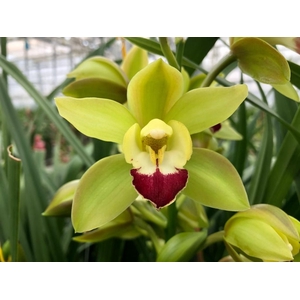 Cymbidium Mini Lisa X10 Leekade