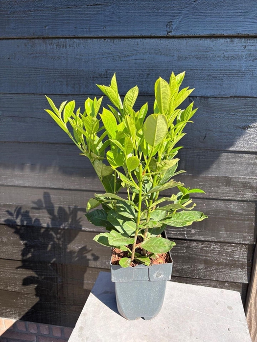 Prunus laurocerasus Rotundifolia