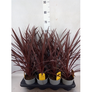 Cordyline austr. 'Red Star'