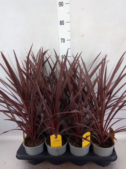 Cordyline austr. 'Red Star'