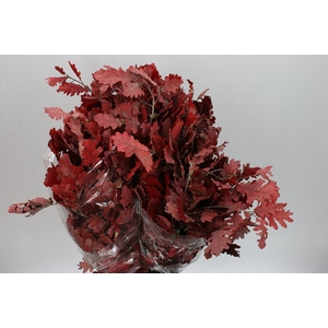 Quercus Preseverd Red