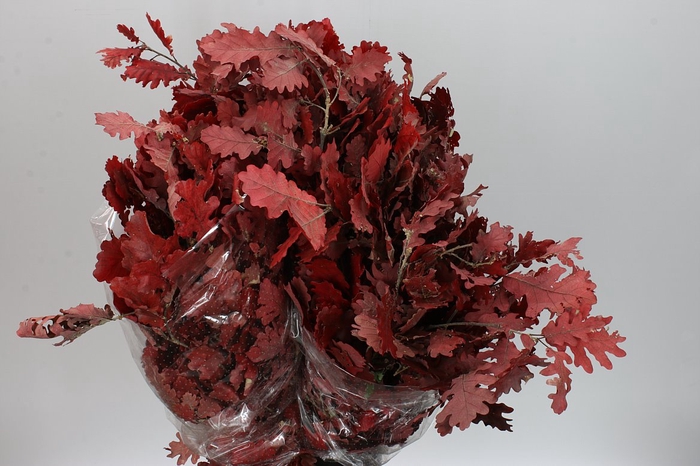 <h4>Quercus Preseverd Red</h4>