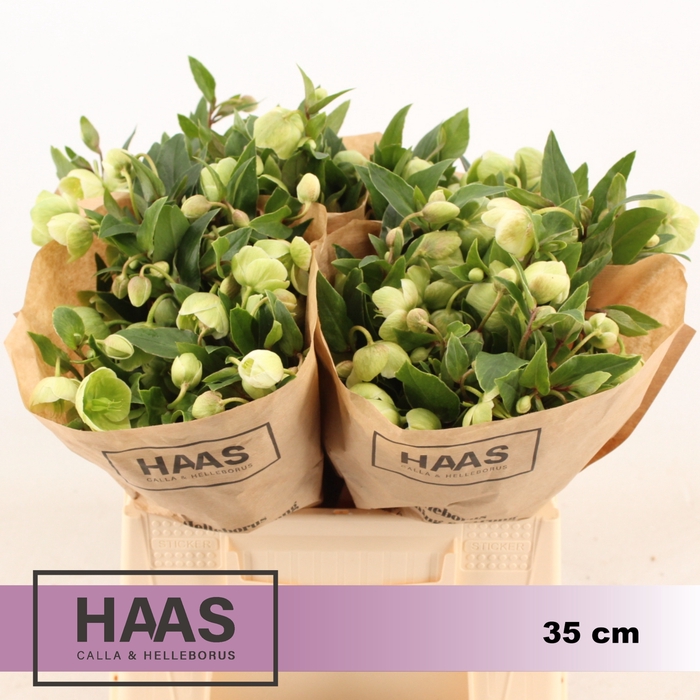 <h4>HELLEB MAGNIF BELLS 4 x10 st</h4>