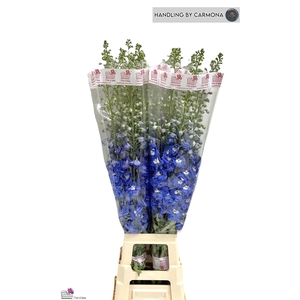 DELPH DU AURORA BLUE