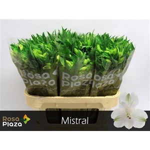 Alstroemeria Mistral
