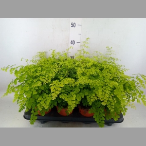 Adiantum raddi. 'Fragrans'