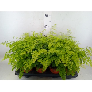 Adiantum raddi. 'Fragrans'