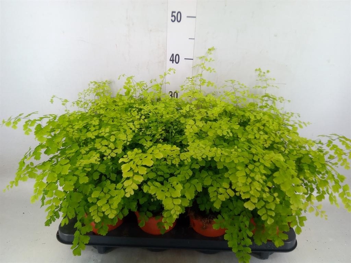 <h4>Adiantum raddi. 'Fragrans'</h4>