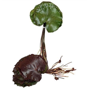 GALAX SUPER