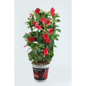 Sundaville 19 cm Rek Red