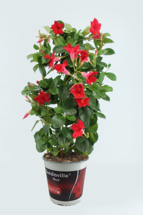 <h4>Sundaville 19 cm Rek Red</h4>