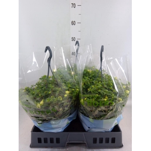 Fuchsia  'Bella Fuchsia'