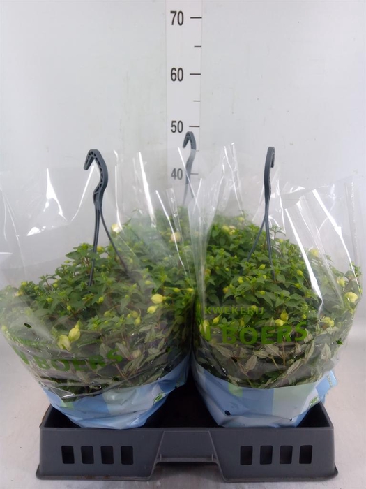 Fuchsia  'Bella Fuchsia'