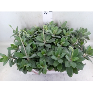 Senecio   ...