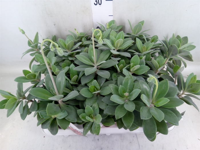 <h4>Senecio   ...</h4>
