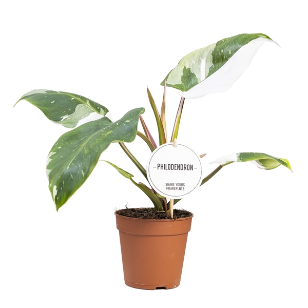 <h4>Philodendron White Princess</h4>
