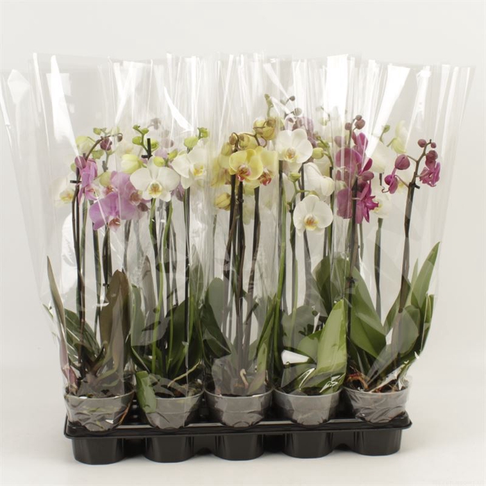 <h4>Phalaenopsis   ...mix</h4>