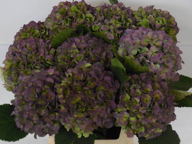 <h4>HYDR M CH VERENA CL</h4>