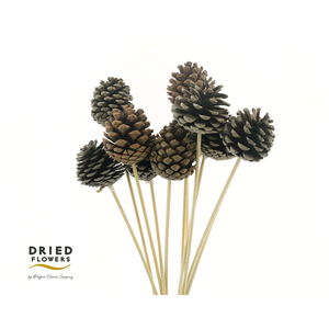 Dried Deco Pinecone Natural