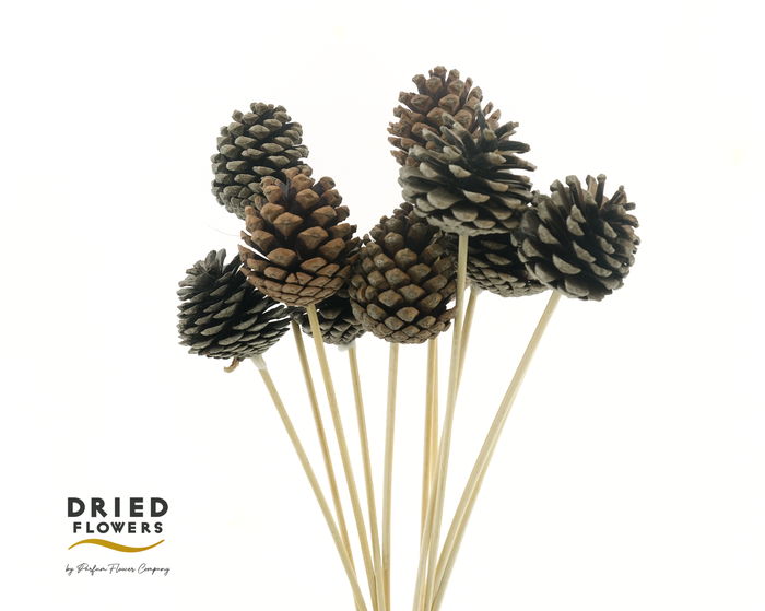 <h4>Dried Deco Pinecone Natural</h4>