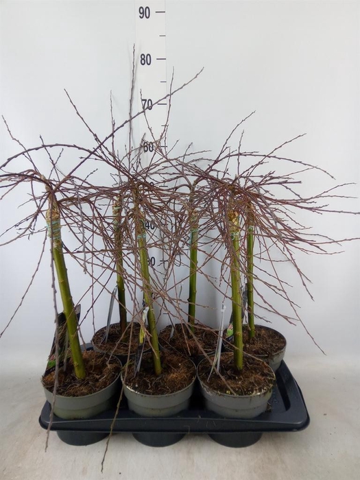 <h4>Salix repens 'Iona'</h4>