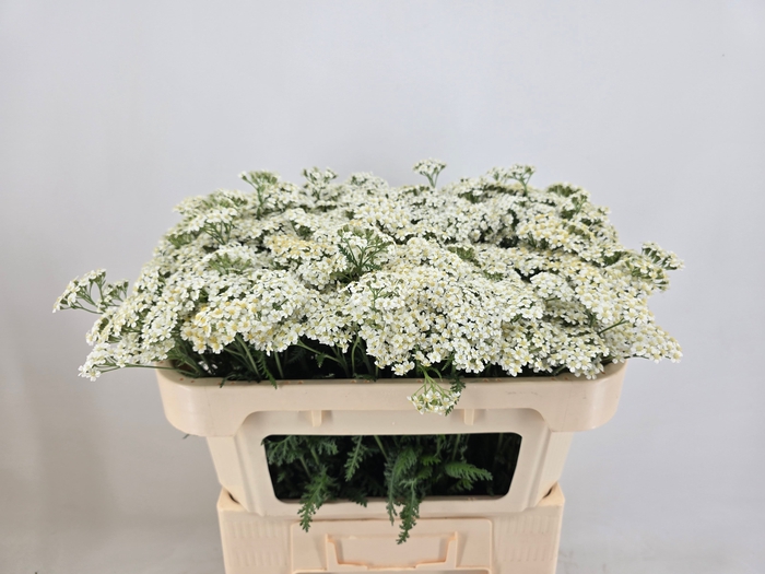 <h4>ACHIL M WHITE BEAUTY</h4>