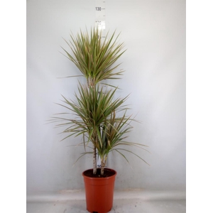 Dracaena marg. 'Bicolor'