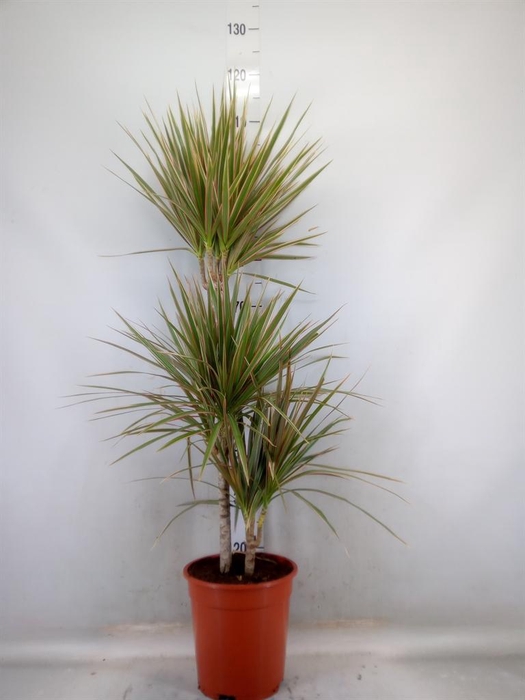 <h4>Dracaena marg. 'Bicolor'</h4>