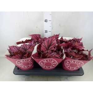 Begonia BD 'MagicColours Lambada'