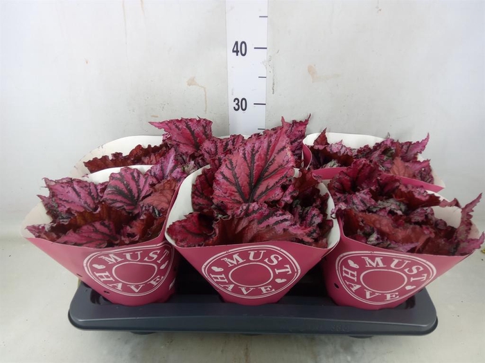 <h4>Begonia BD 'MagicColours Lambada'</h4>