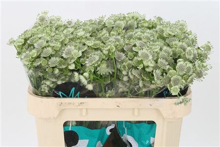 <h4>Astrantia Billion Star White Xl</h4>