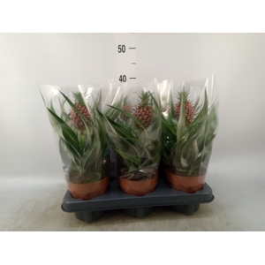 Ananas  'Rosita'