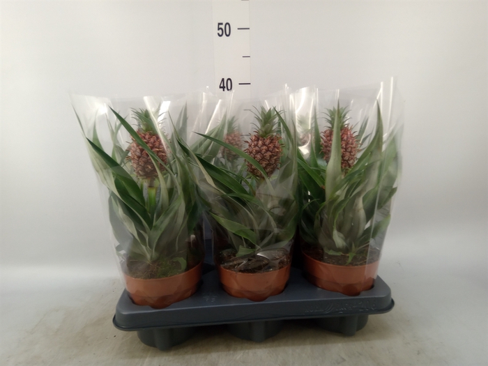 <h4>Ananas  'Rosita'</h4>