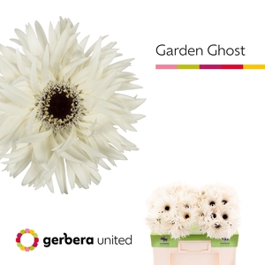 Gerbera Spider Garden Ghost Water