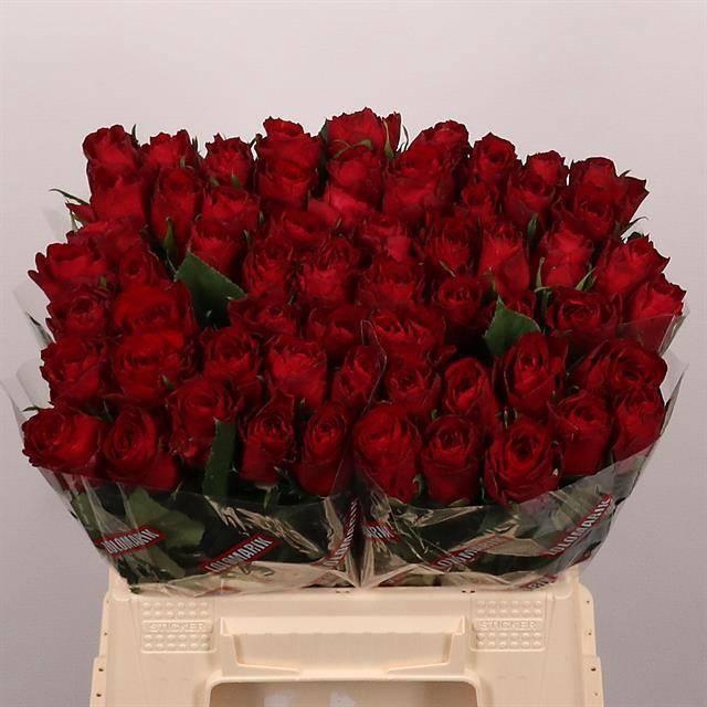 <h4>R GR MADAM RED</h4>