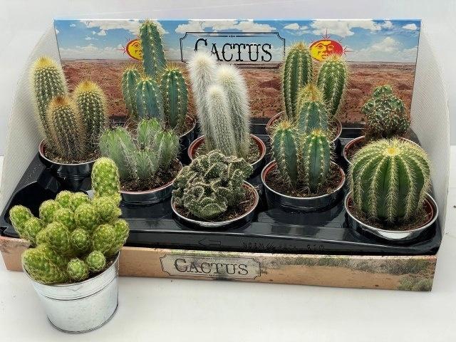 arr8 Cactus Gem In Zinken Potje