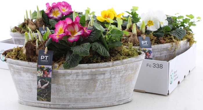 <h4>ARR PL IN SCHAAL</h4>