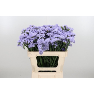 Limonium Donau Birds