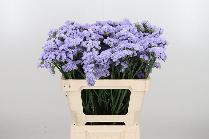 <h4>Limonium Donau Birds</h4>