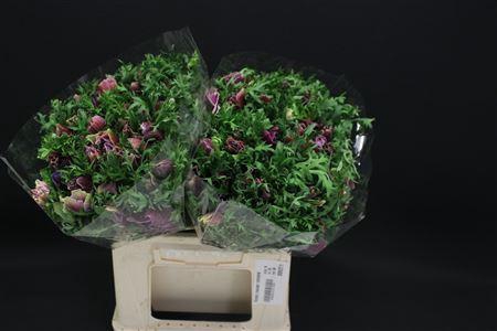 <h4>Anem Zwaar Cenere</h4>