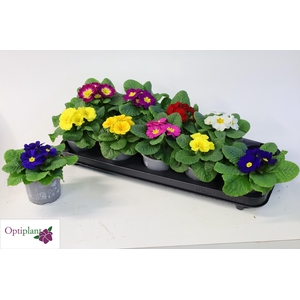 PRIM AC PARADISO GEM