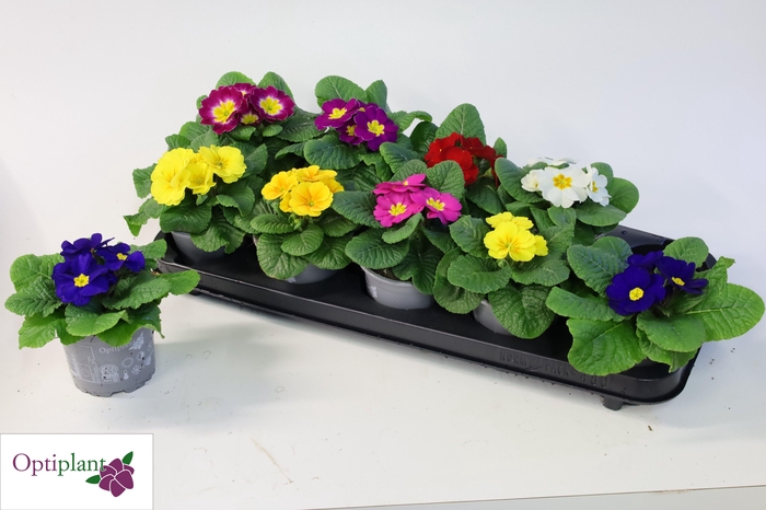 <h4>PRIM AC PARADISO GEM</h4>